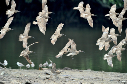 Image of Birds